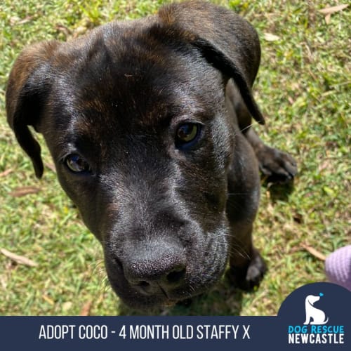 Coco - 4 Month Old Staffy X (Trial)