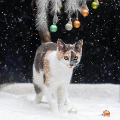 Cailler ** 2nd Chance Cat Rescue**
