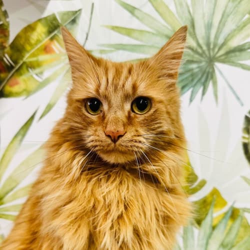 Monty - Located in Preston