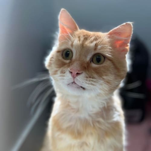 Luca