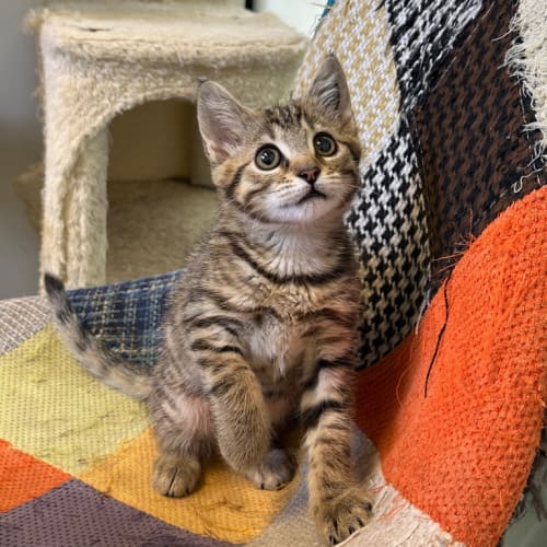 Leaf