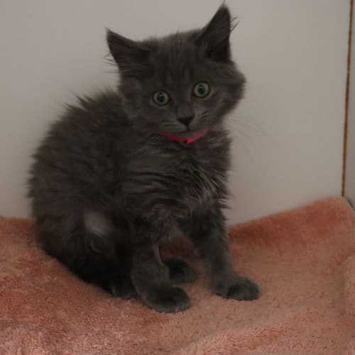 Mog
