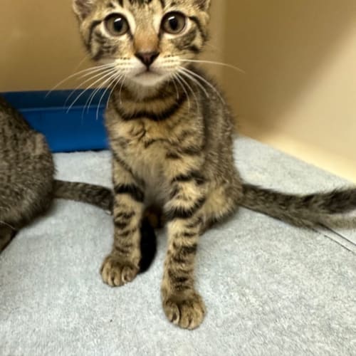 Britney, Christina & Madonna