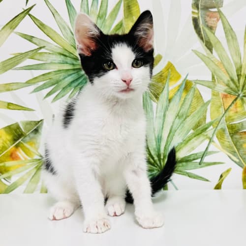 Credence - Located in Frankston