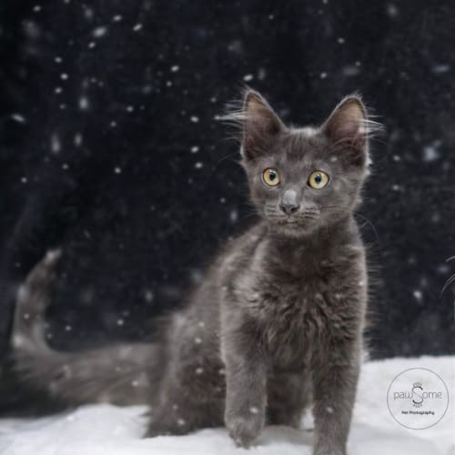 Vaxildan **2nd Chance Cat Rescue**