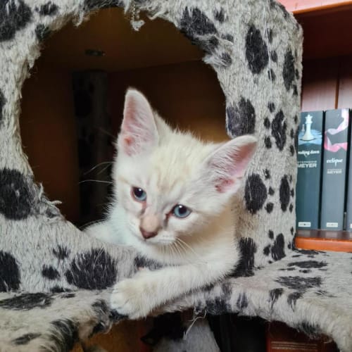 Luna