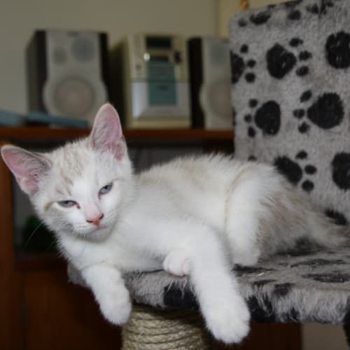 Lilah