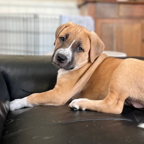 Penny 