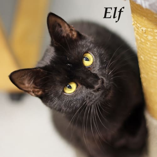 Elf