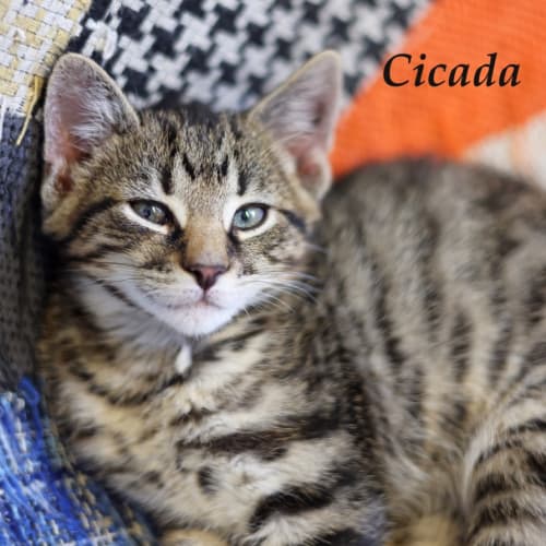 Cicada