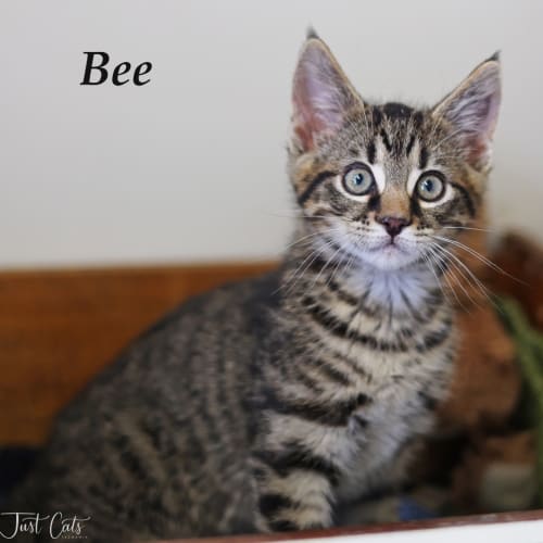 Bee