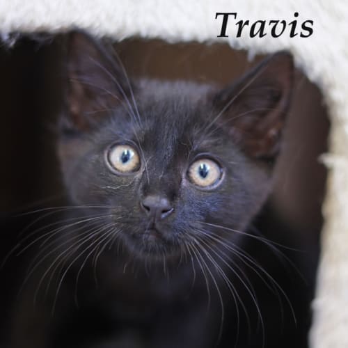 Travis