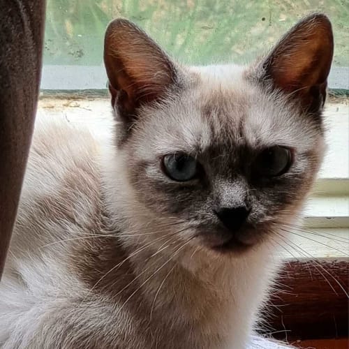 Willow