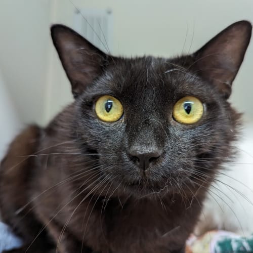 Blackie