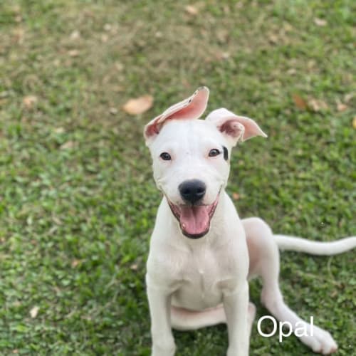 Opal