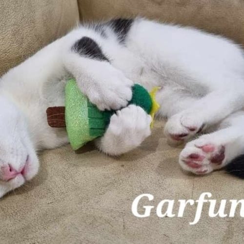 Garfunkel