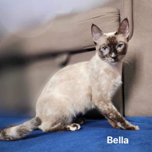 Bella