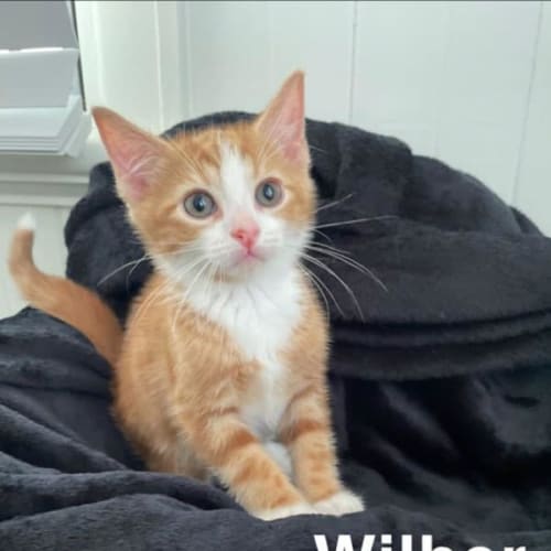 Wilber