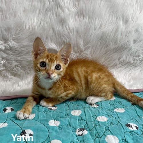 Yatin