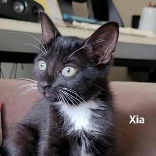 Xia