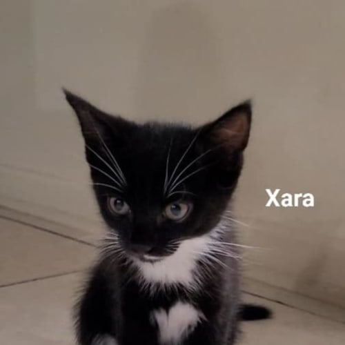 Xara