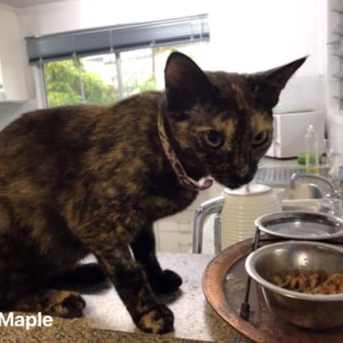 Maple