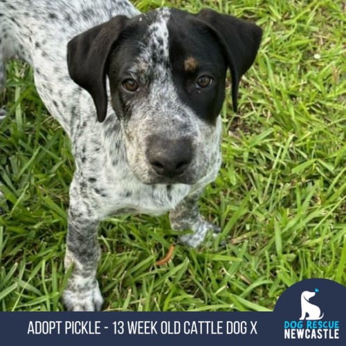 Pickle - 13 Week Old Cattle Dog X (Trial)