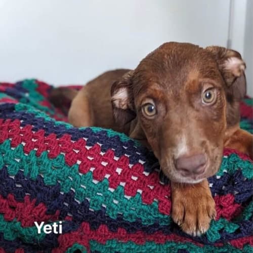 Yeti