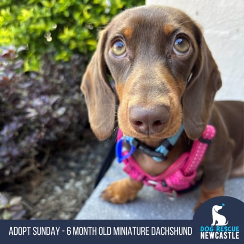 Sunday - 6 Month Old Miniature Dachshund (Trial)