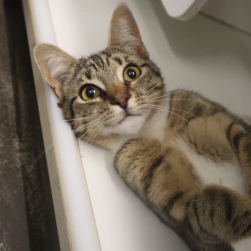 Catniss