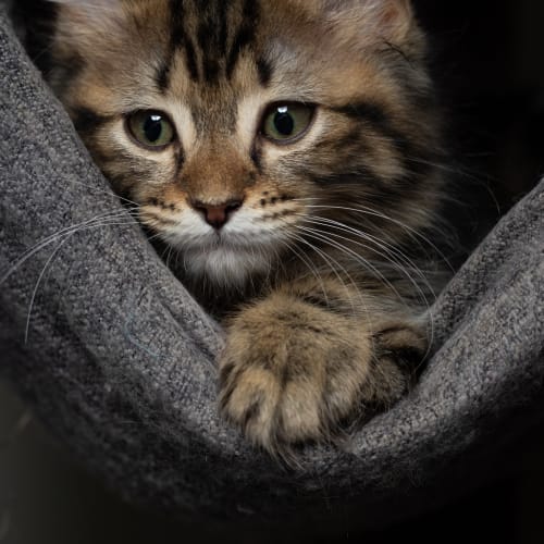 Lando