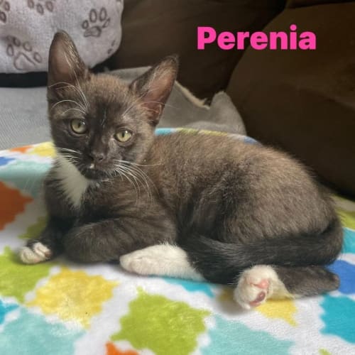 Perenia **2nd Chance Cat Rescue**