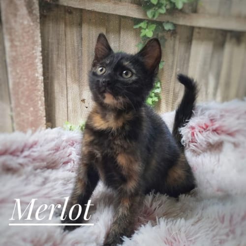 Merlot