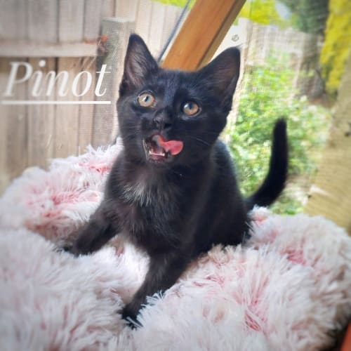 Pinot