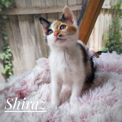 Shiraz