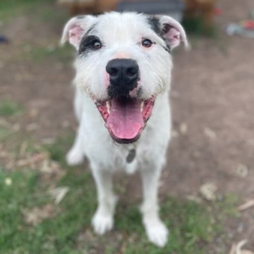 Seamus