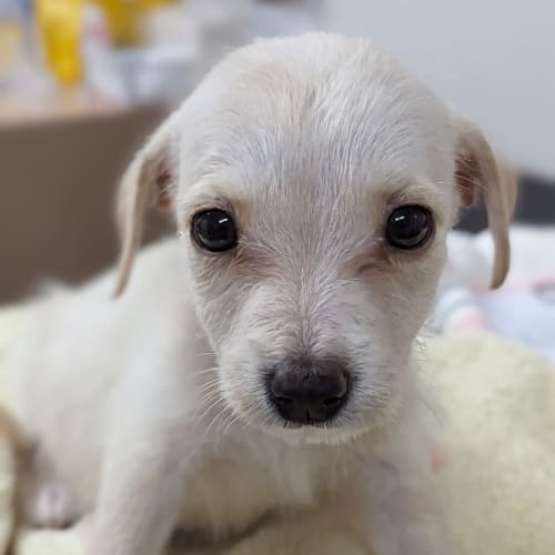 Loki
