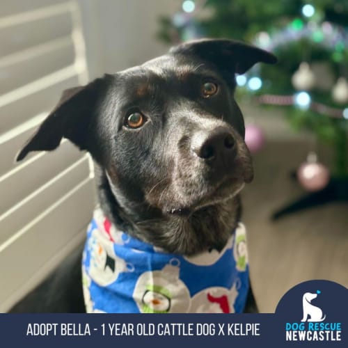 Dog Rescue Newcastle PetRescue