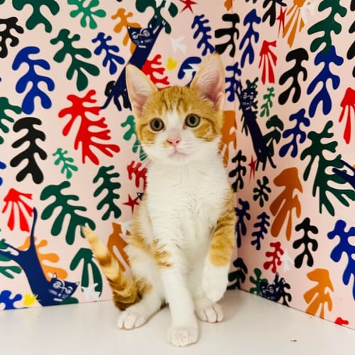 Janice - Located in Frankston