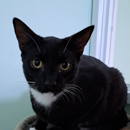 Pedro