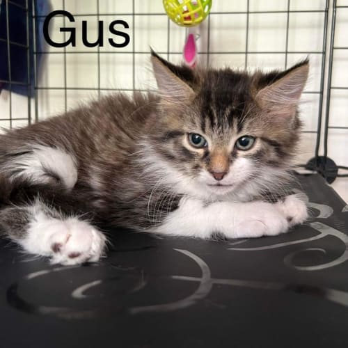 Gus