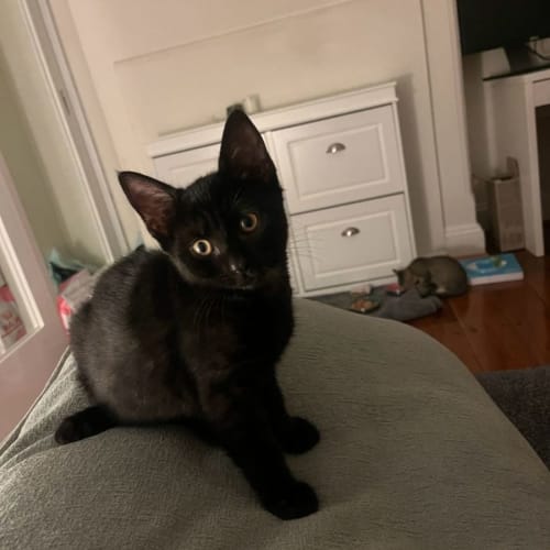 Cleopatra