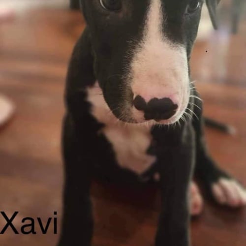 Xavi