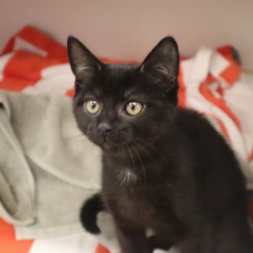 Sebastian