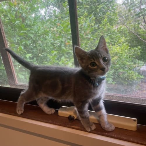 Ferris **2nd Chance Cat Rescue**