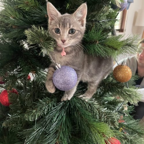 Jeanie **2nd Chance Cat Rescue**