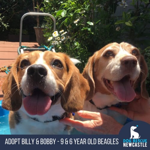 Billy & Bobby - 9 & 6 Year Old Beagles