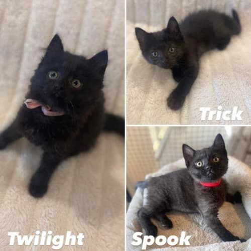 10003/4/5 - Twilight, Spook & Trick