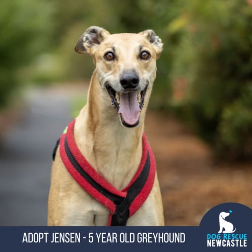 Jensen - 5 Year Old Greyhound