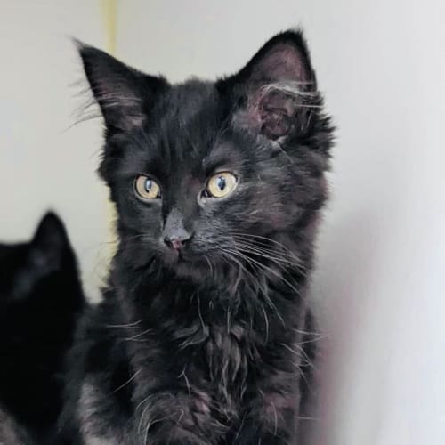 Buttons - Located in Preston